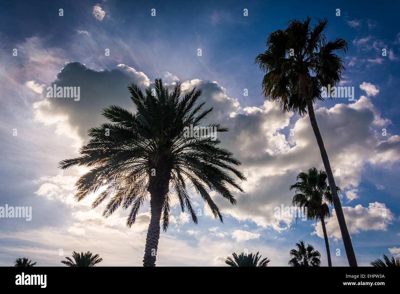 Le palme e le nuvole in Clearwater Beach, Florida. Foto Stock