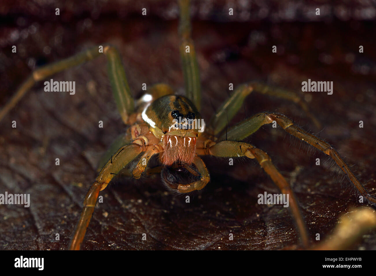 Pirata piraticus, Wolf Spider Foto Stock