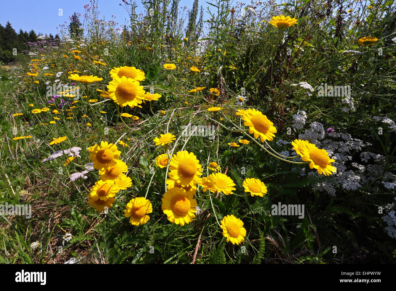 Golden Marguerite, Anthemis tinctoria Foto Stock