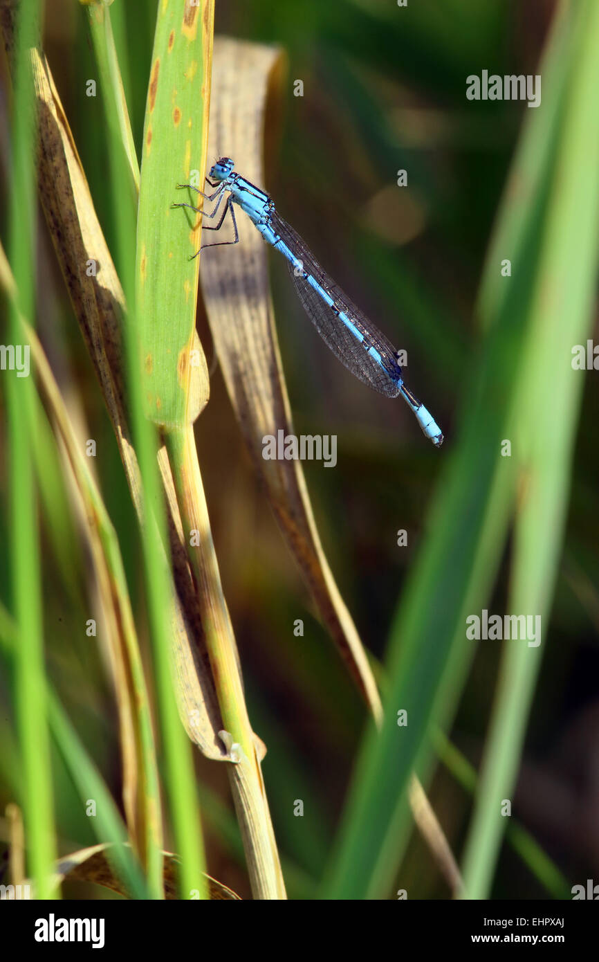 Enallagma cyathigerum, comune Bluet Foto Stock