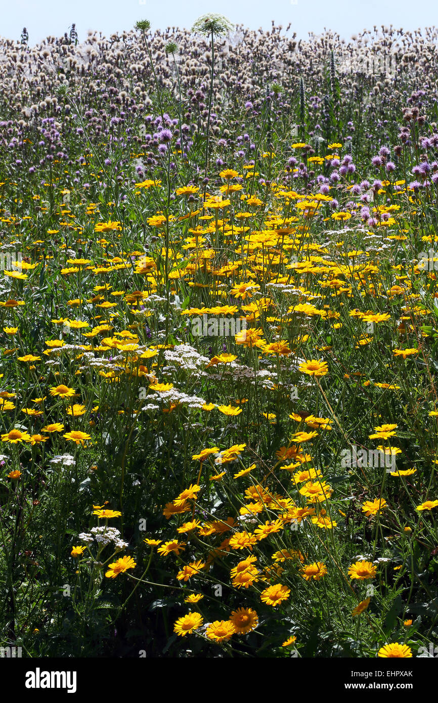 Golden Marguerite, Creeping Thistle Foto Stock