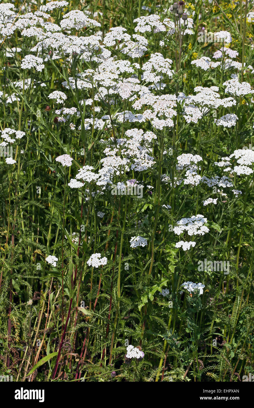 Achillea millefolium, Achillea Foto Stock