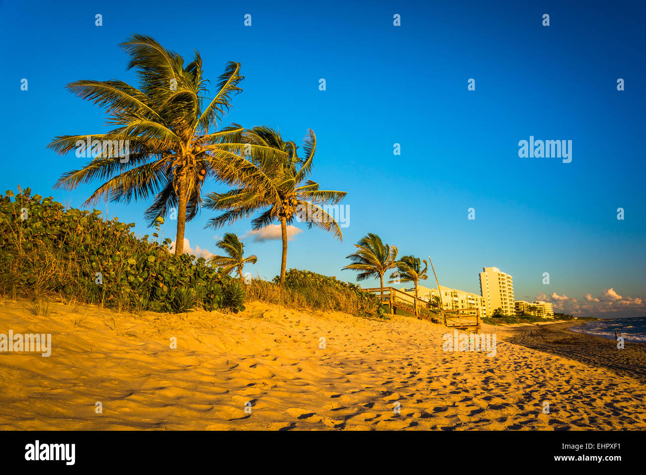 Palme e condomini sulla spiaggia di Isola di Jupiter, Florida. Foto Stock