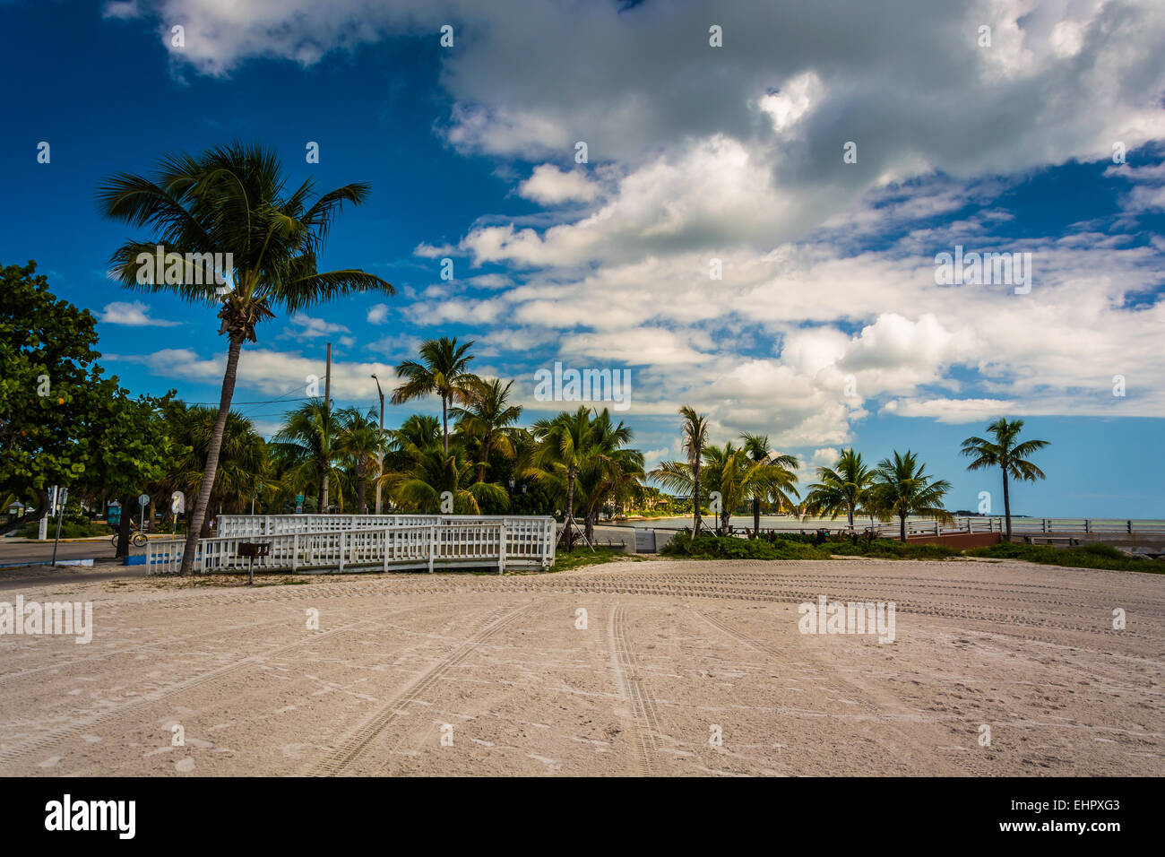 Palme spiaggia di Higgs, Key West, Florida. Foto Stock