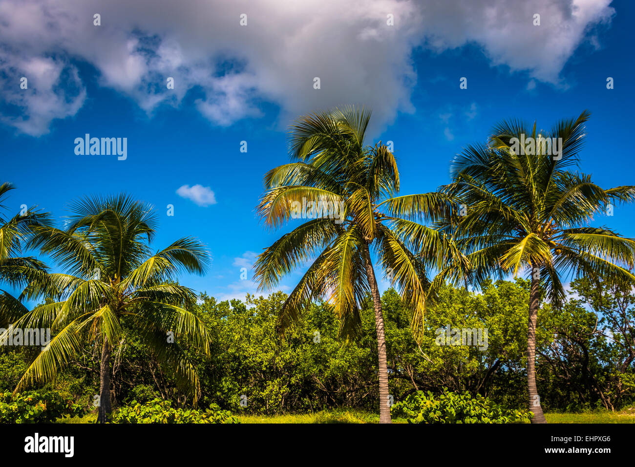 Le palme a Smathers Beach a Key West, Florida. Foto Stock