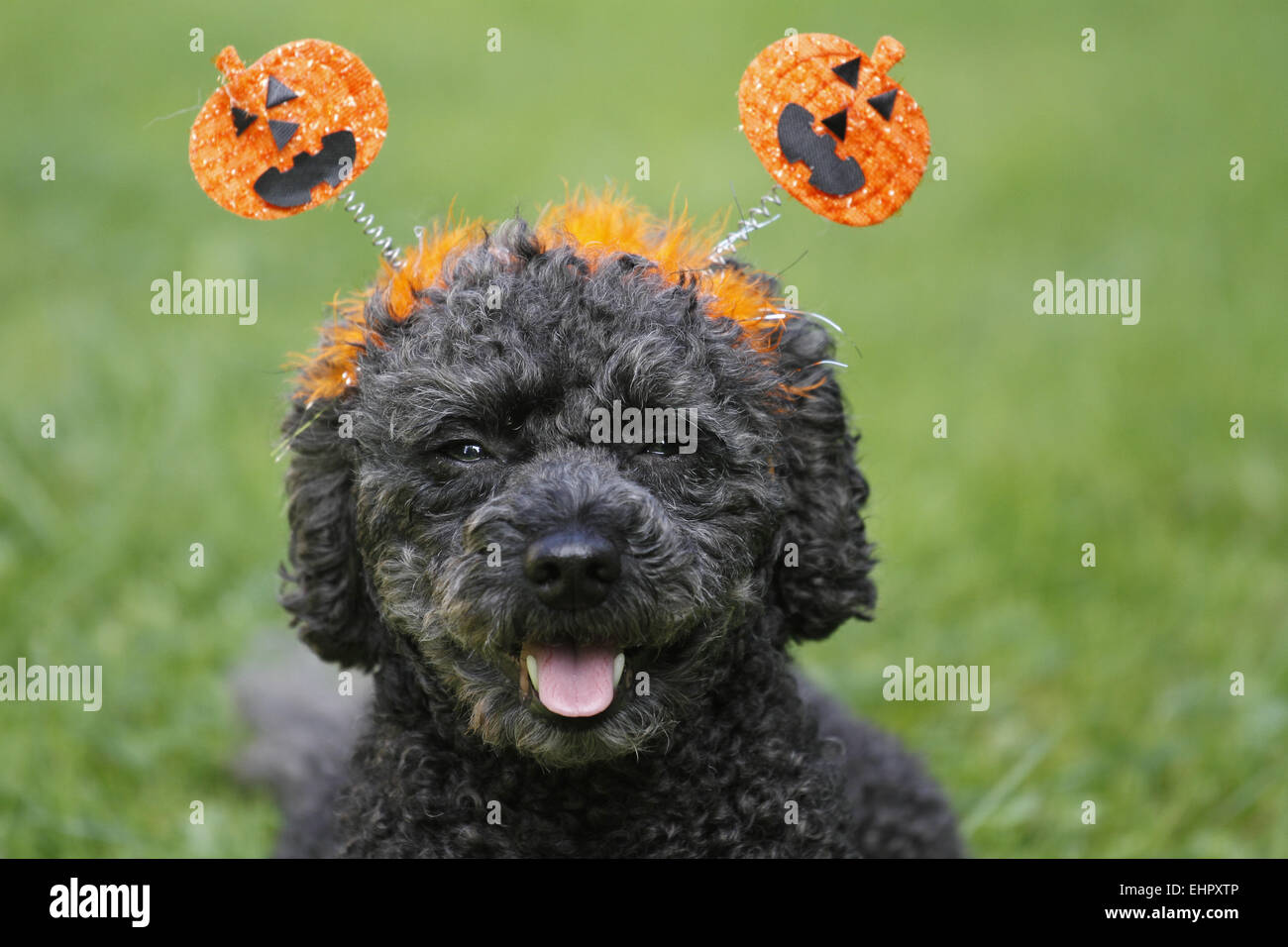 Barboncino Foto Stock