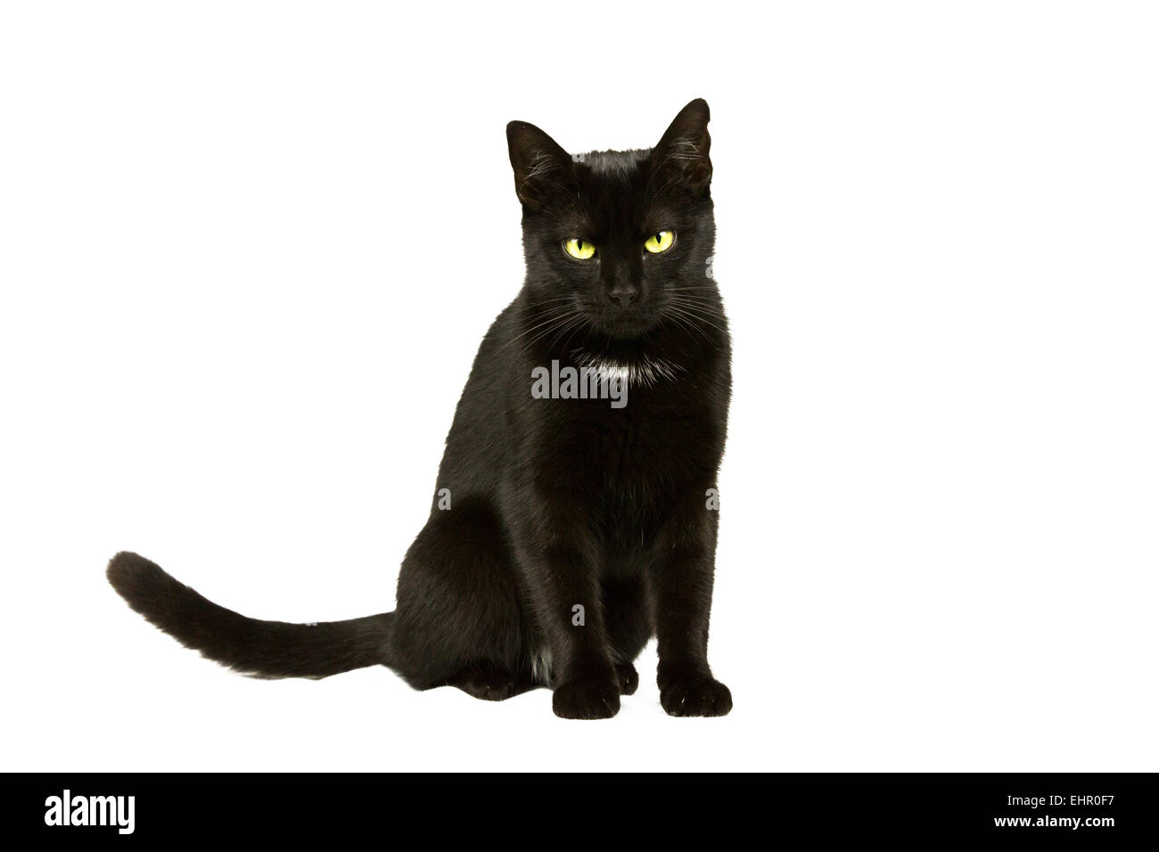 Gatto nero si siede e attende 2 Foto Stock