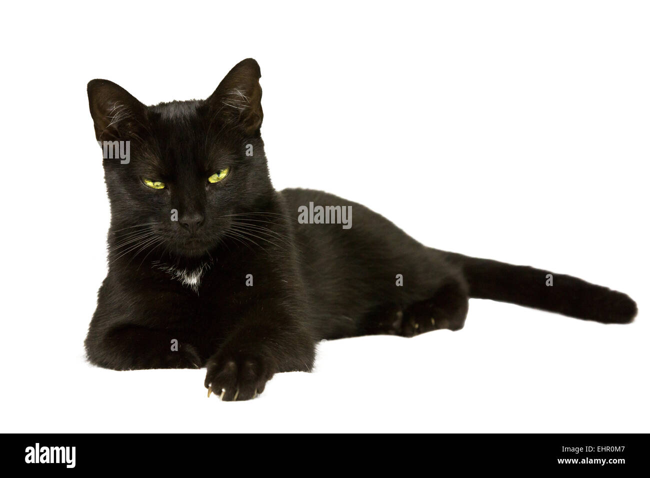 Gatto nero recante 2 Foto Stock