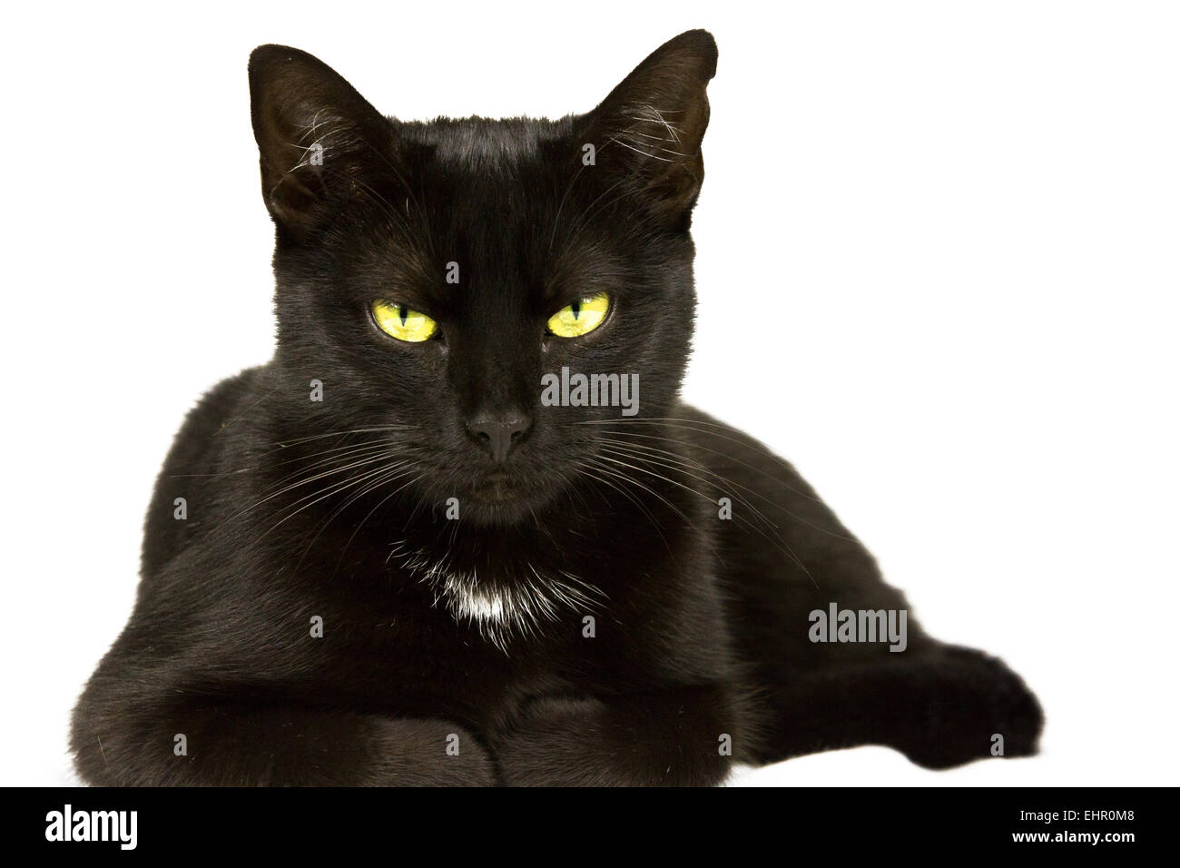 Gatto nero recante Foto Stock