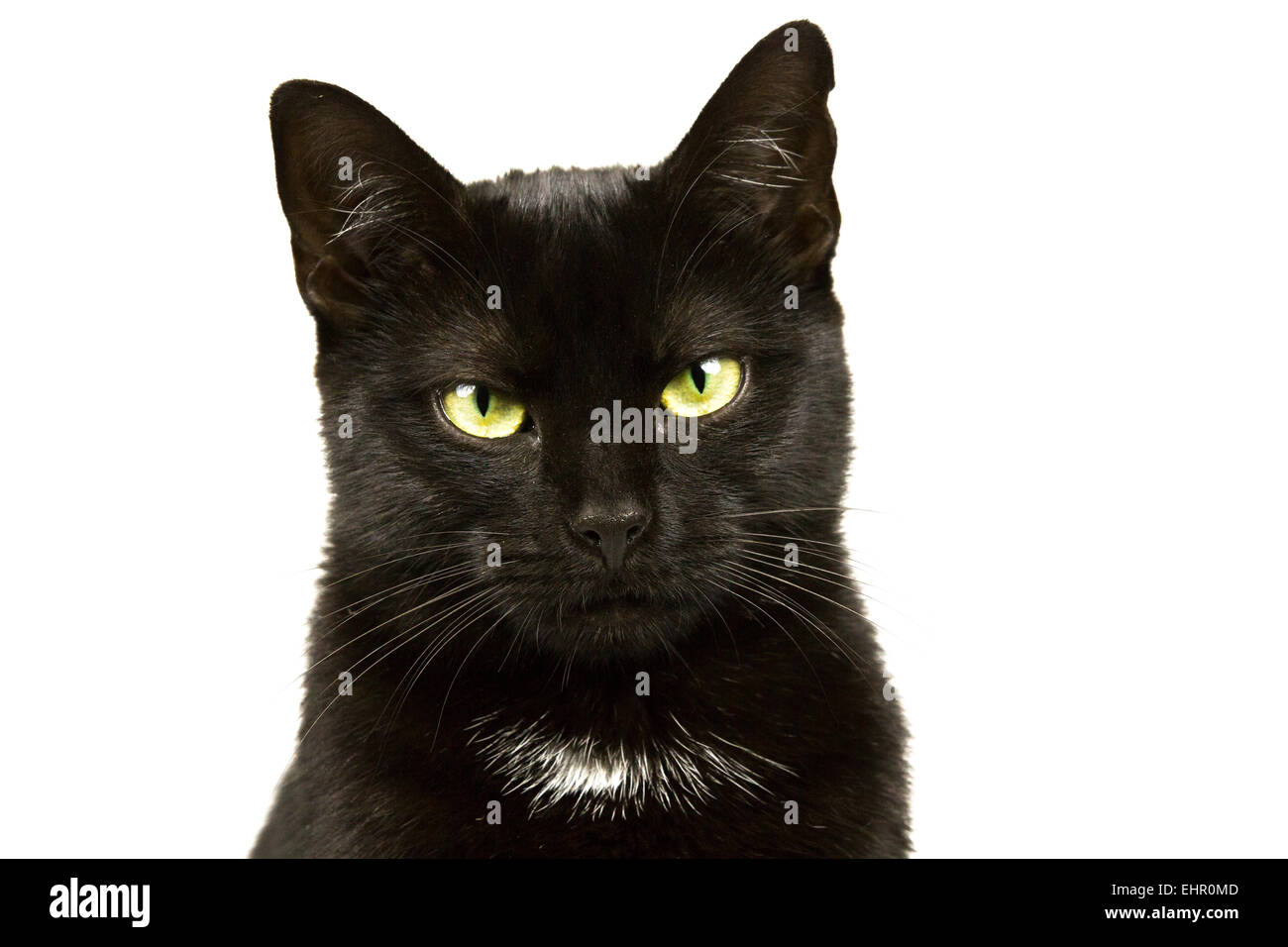 Ritratto di un gatto nero Foto Stock