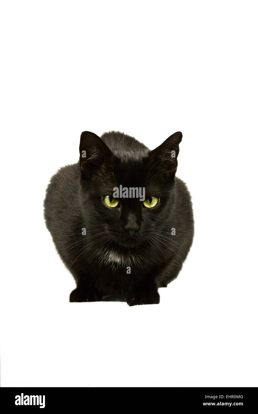 Gatto nero si siede e attende Foto Stock