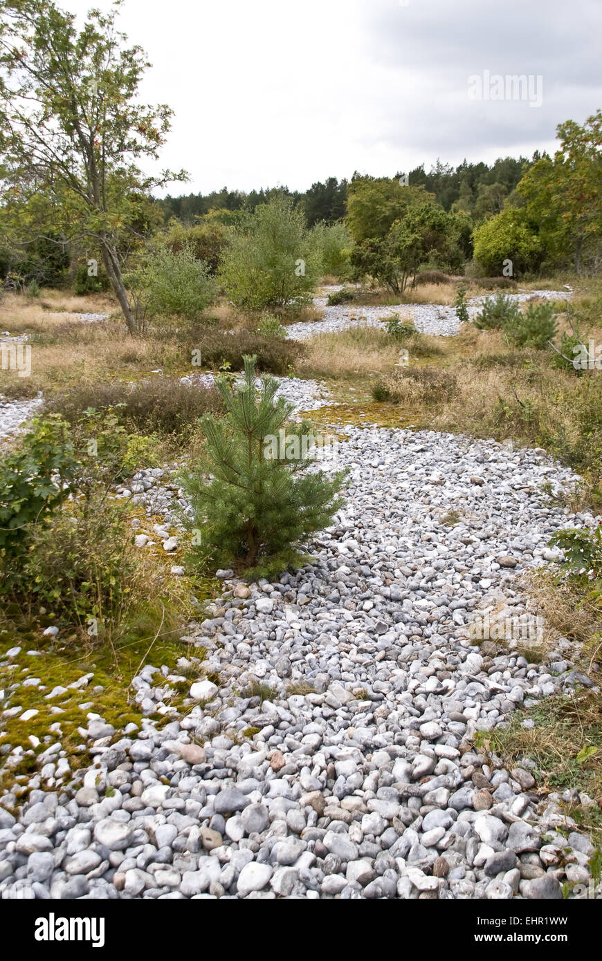 Campo di Pietre di Selce Foto Stock