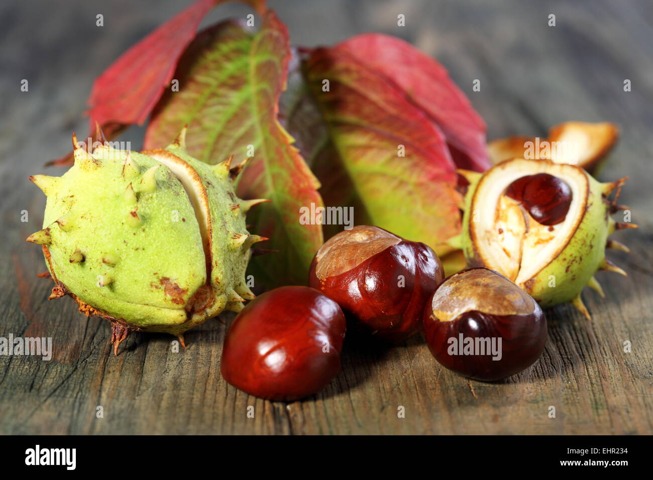 Ippocastano con foglie di autunno. Foto Stock