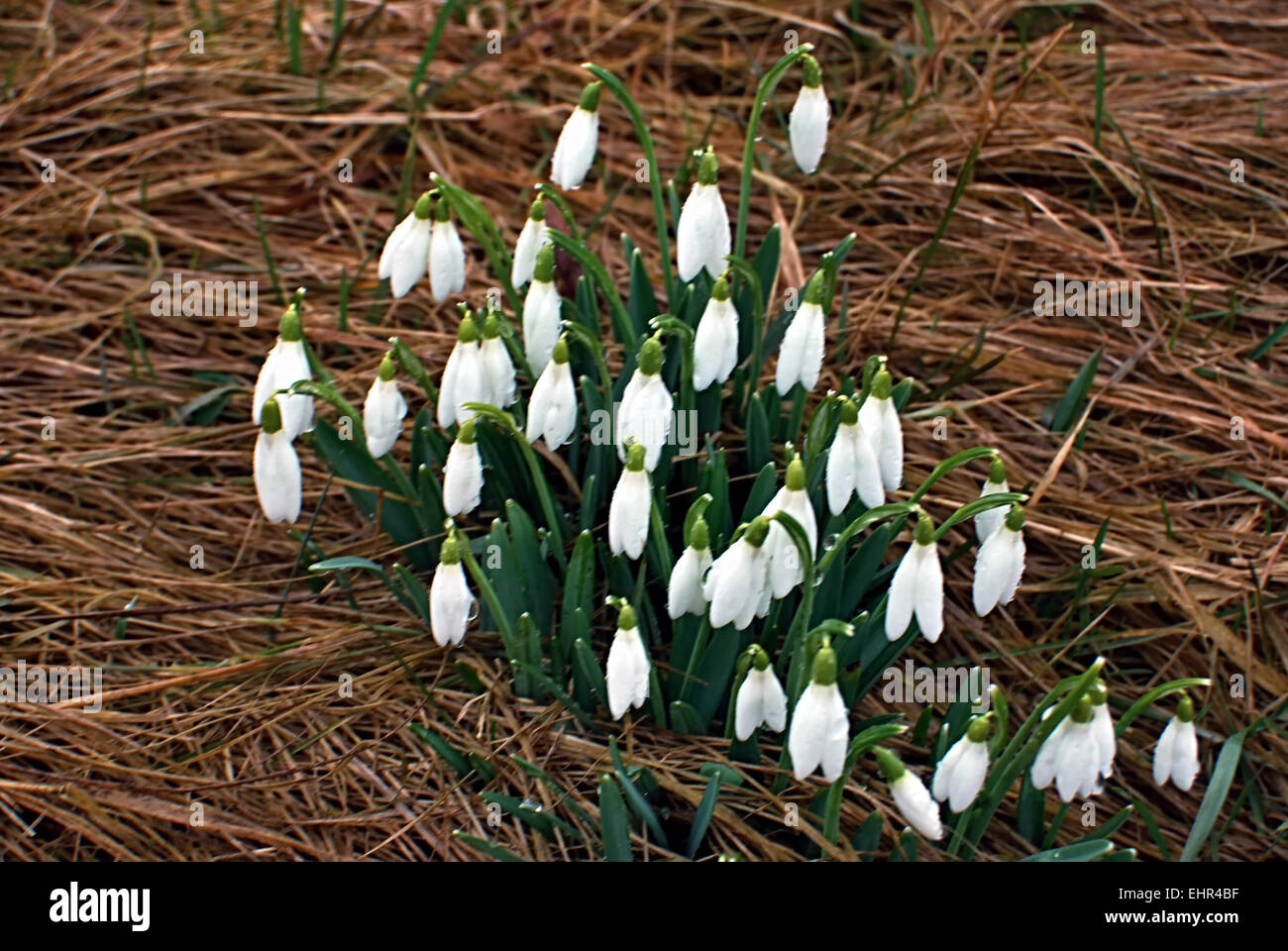 Snowdrops con erba in CHKO Poodri vicino Studenka city Foto Stock