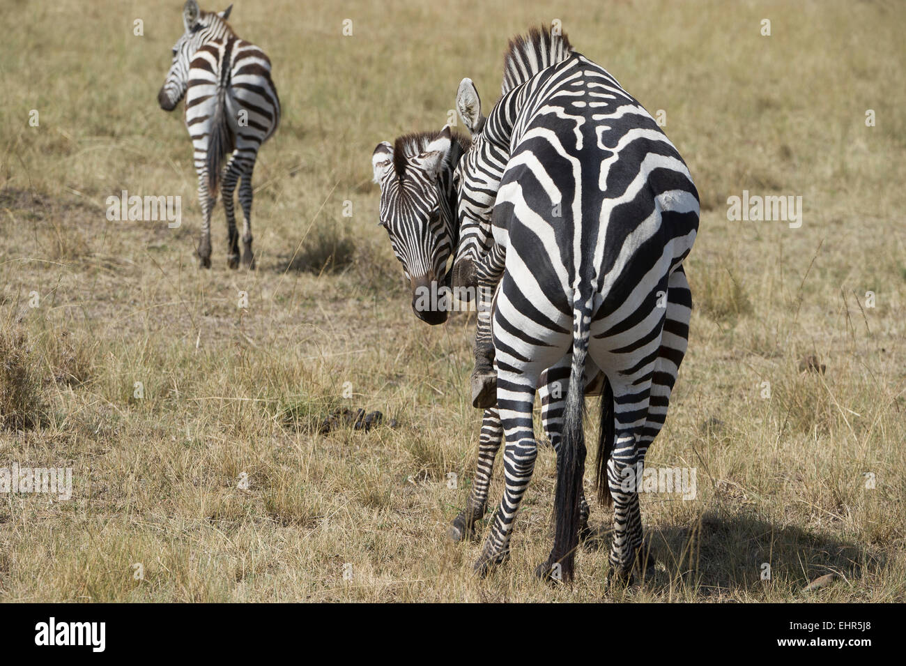 Zebra, luna di miele,Equus Fotodienst Schreyer 0049 172 162 5407 www.sportfoto-schreyer.jimdo.com Afrika,in Kenia, Massai Mara 2015 Foto Stock