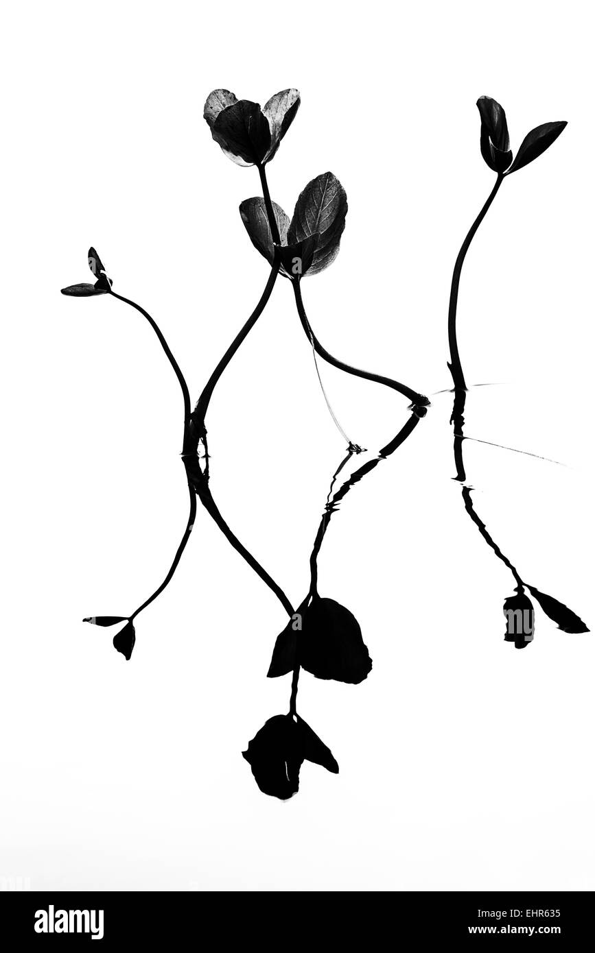 Menyanthes riflettendo ho un lago, Lapponia, Svezia Foto Stock