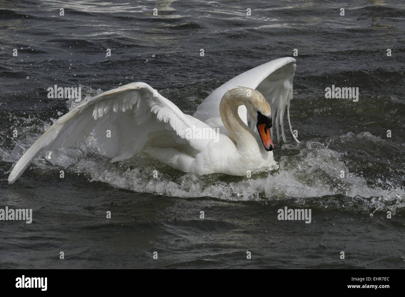 Cigno nuoto ali fino Foto Stock