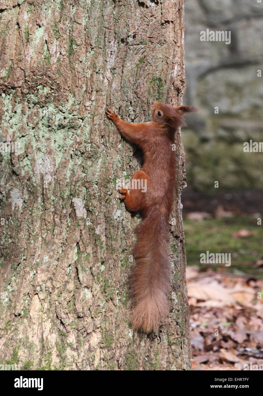 Scoiattolo rosso rampicante Isle of Wight Hampshire REGNO UNITO Foto Stock