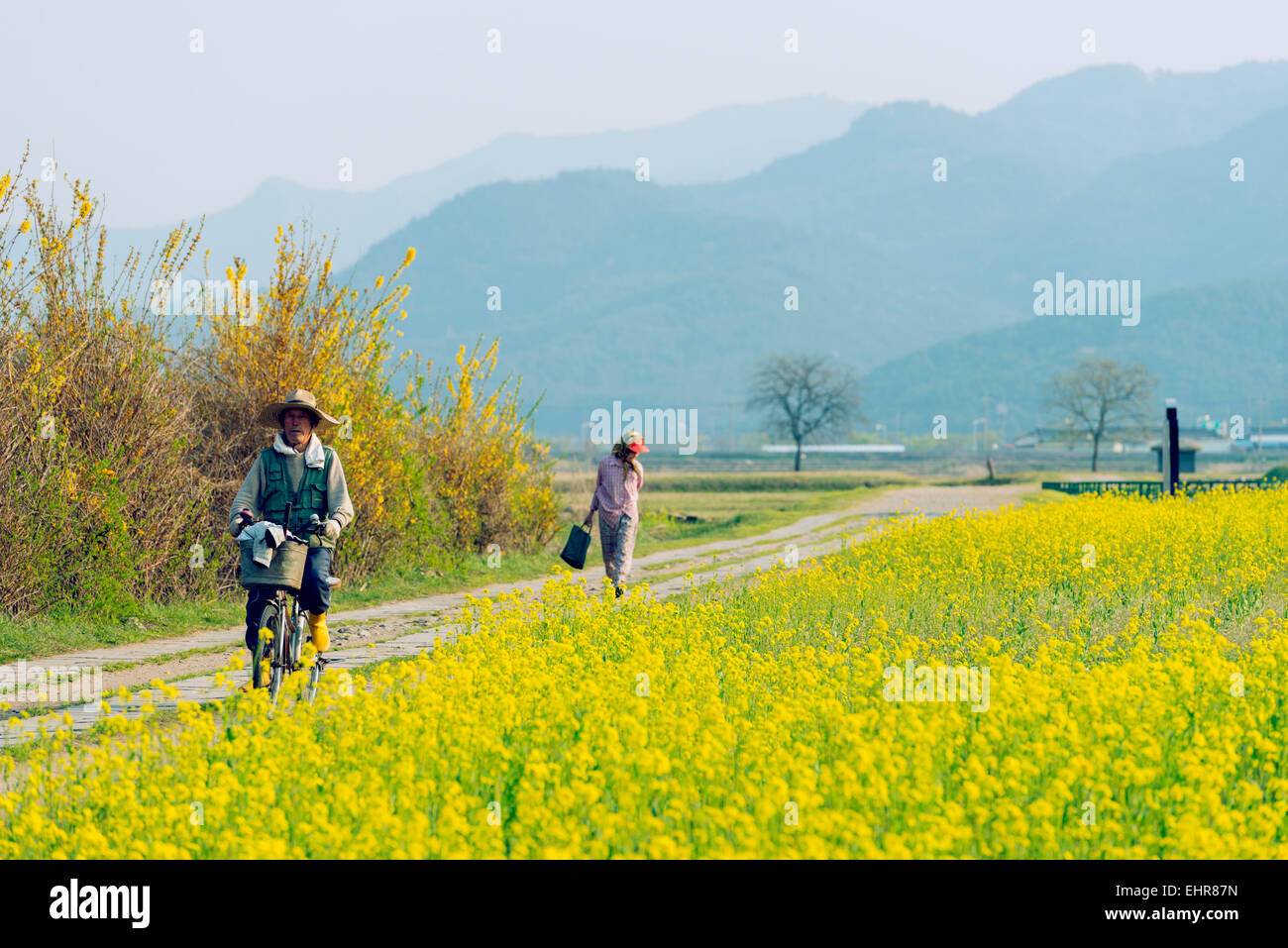 Asia, Repubblica di Corea, Corea del Sud, Gyeongsangbuk-do, Gyeongju, primavera sbocciano i fiori di colza Foto Stock
