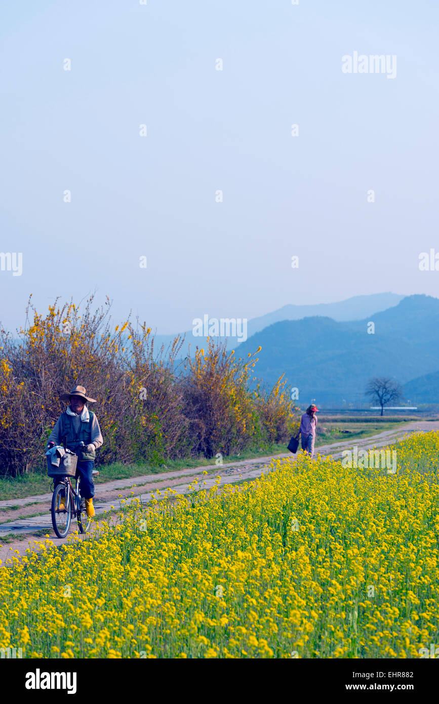 Asia, Repubblica di Corea, Corea del Sud, Gyeongsangbuk-do, Gyeongju, primavera sbocciano i fiori di colza Foto Stock