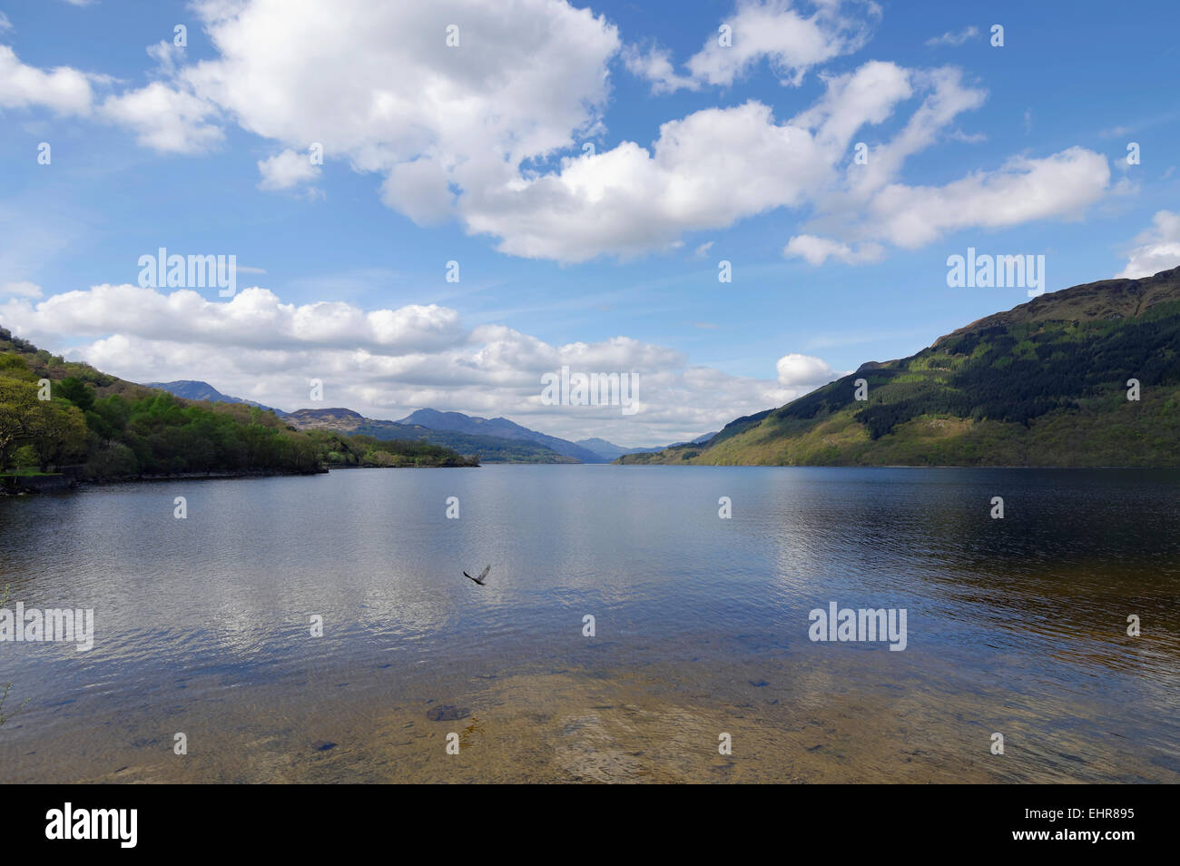 Un Osprey vola sopra Loch Lomond in Scozia Foto Stock