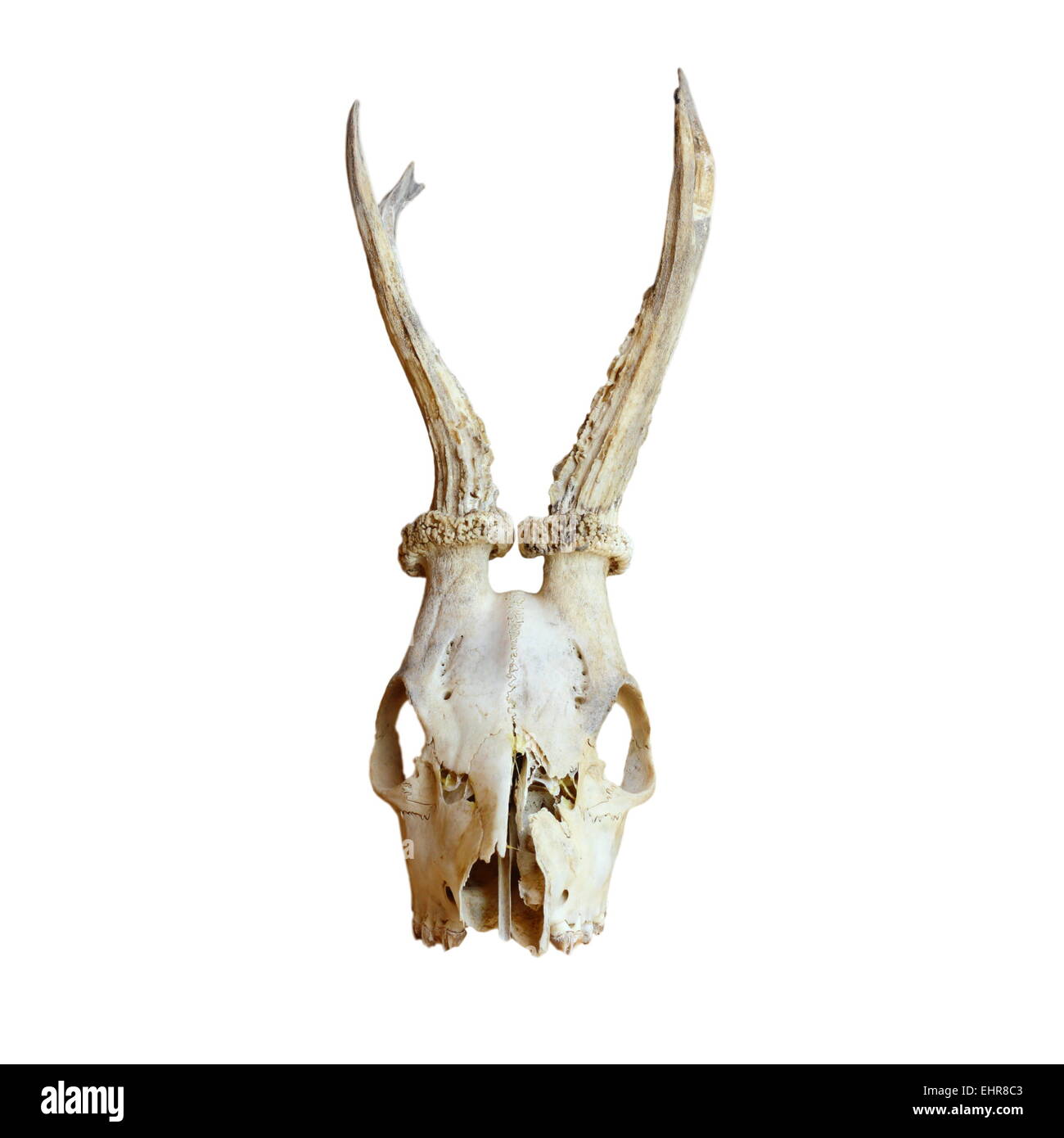 Trofeo dei maschi di capriolo ( Capreolus capreolus ) isolate su sfondo bianco Foto Stock