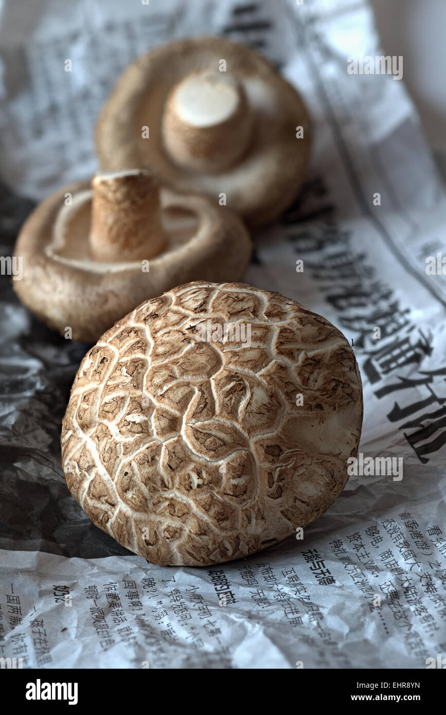 Funghi Shitake, Cina Foto Stock