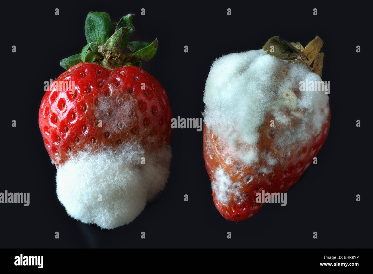 La muffa grigia o muffa grigia (Botrytis cinerea), sulle fragole Foto Stock