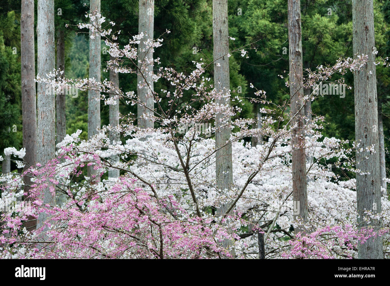Fioritura primaverile dei ciliegi (sakura) nei boschi che circondano il tempio di Sanzen-in, Ohara, Kyoto, Giappone Foto Stock