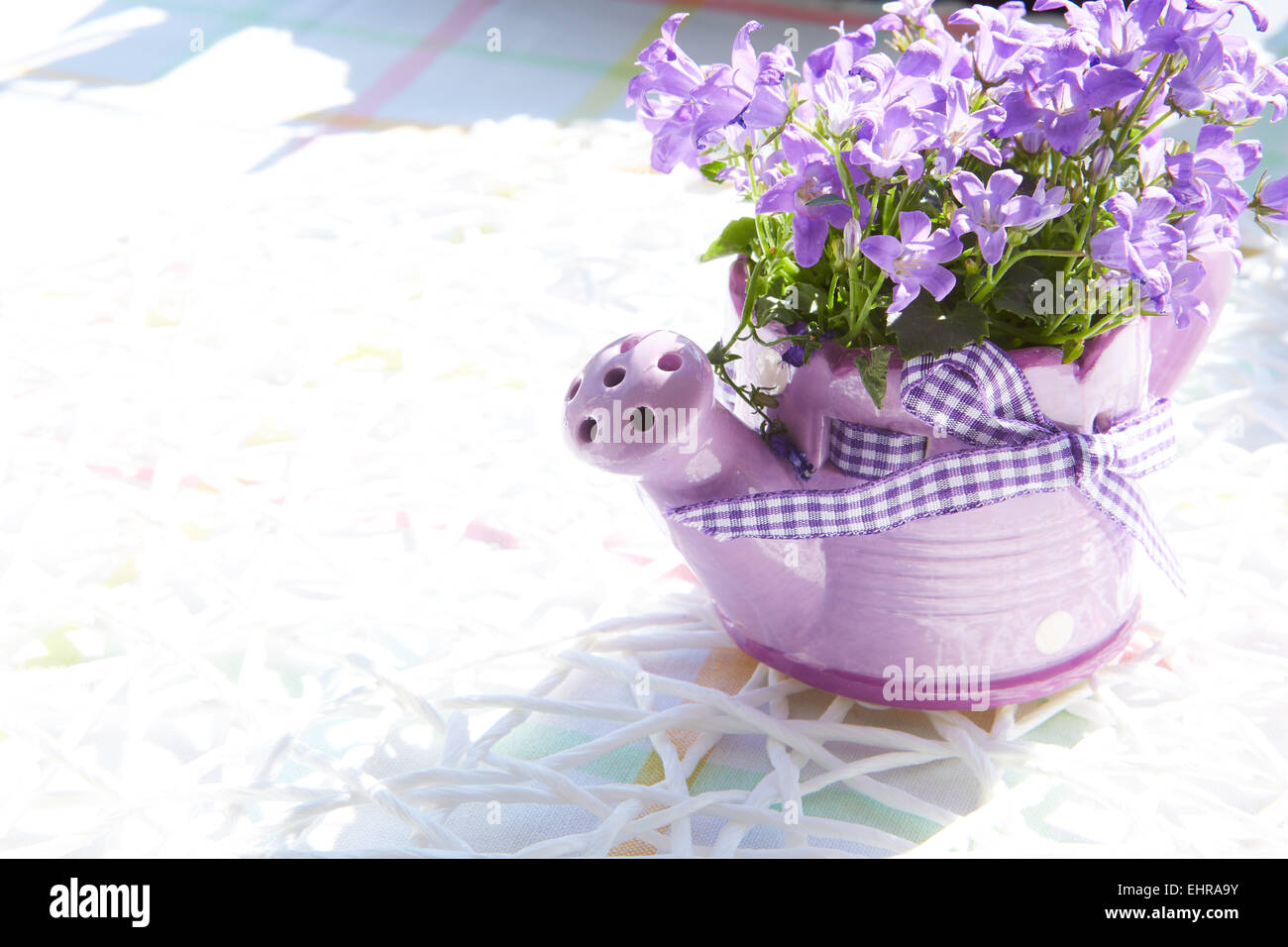 Innaffiatoi, concetto di giardinaggio Foto Stock