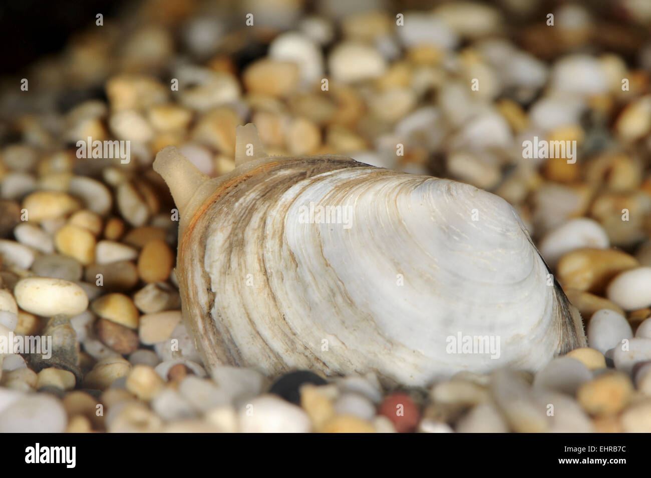 Piccante solco Shell - Scrobicularia plana Foto Stock