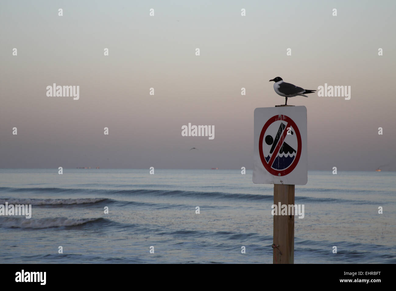 Ridendo Gabbiano, Larus atricilla, appollaiato sul segno al tramonto sulla spiaggia di Galveston Foto Stock