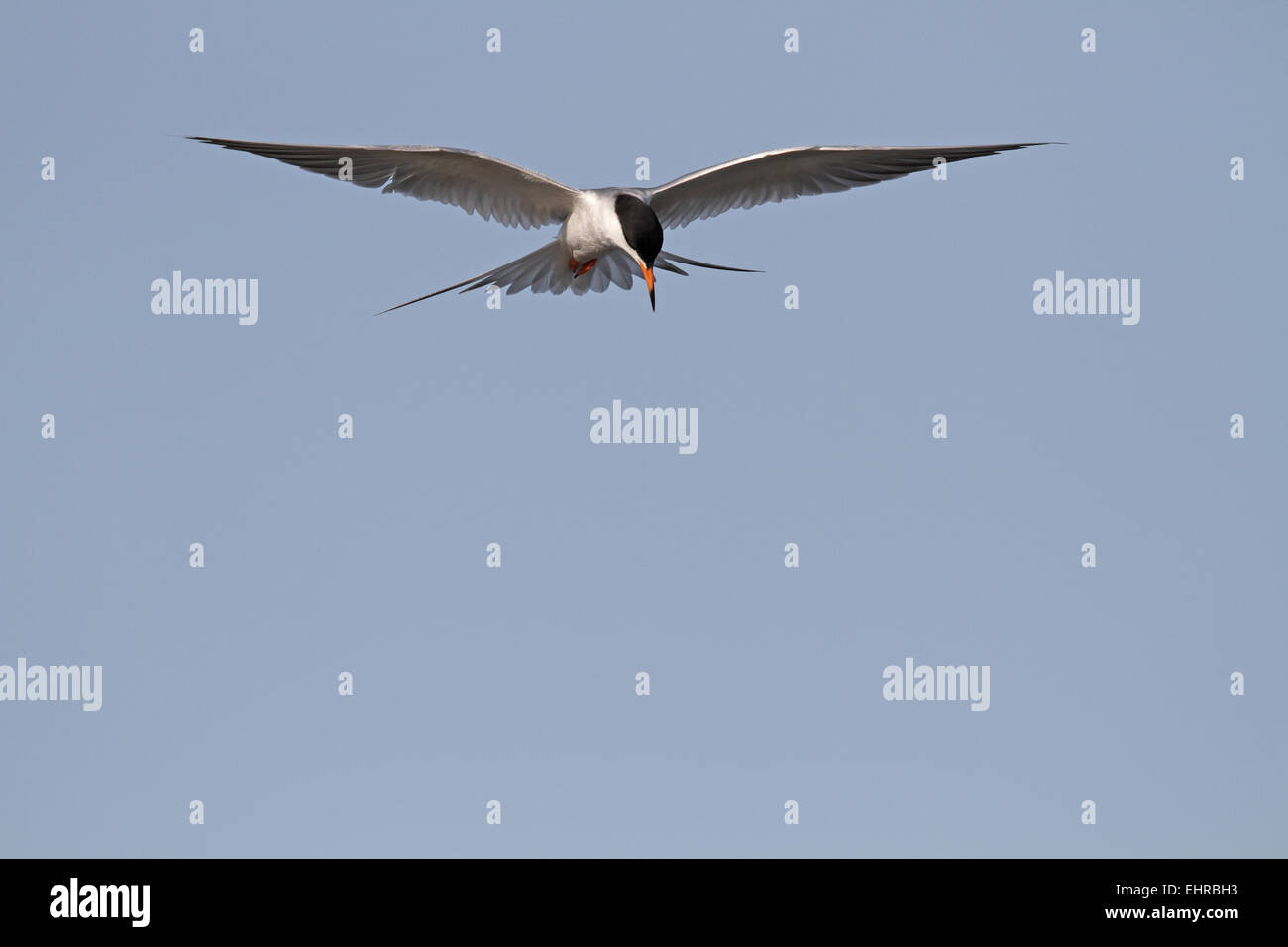 Forster's Tern, Sterna forsteri, in bilico e la caccia per i pesci Foto Stock