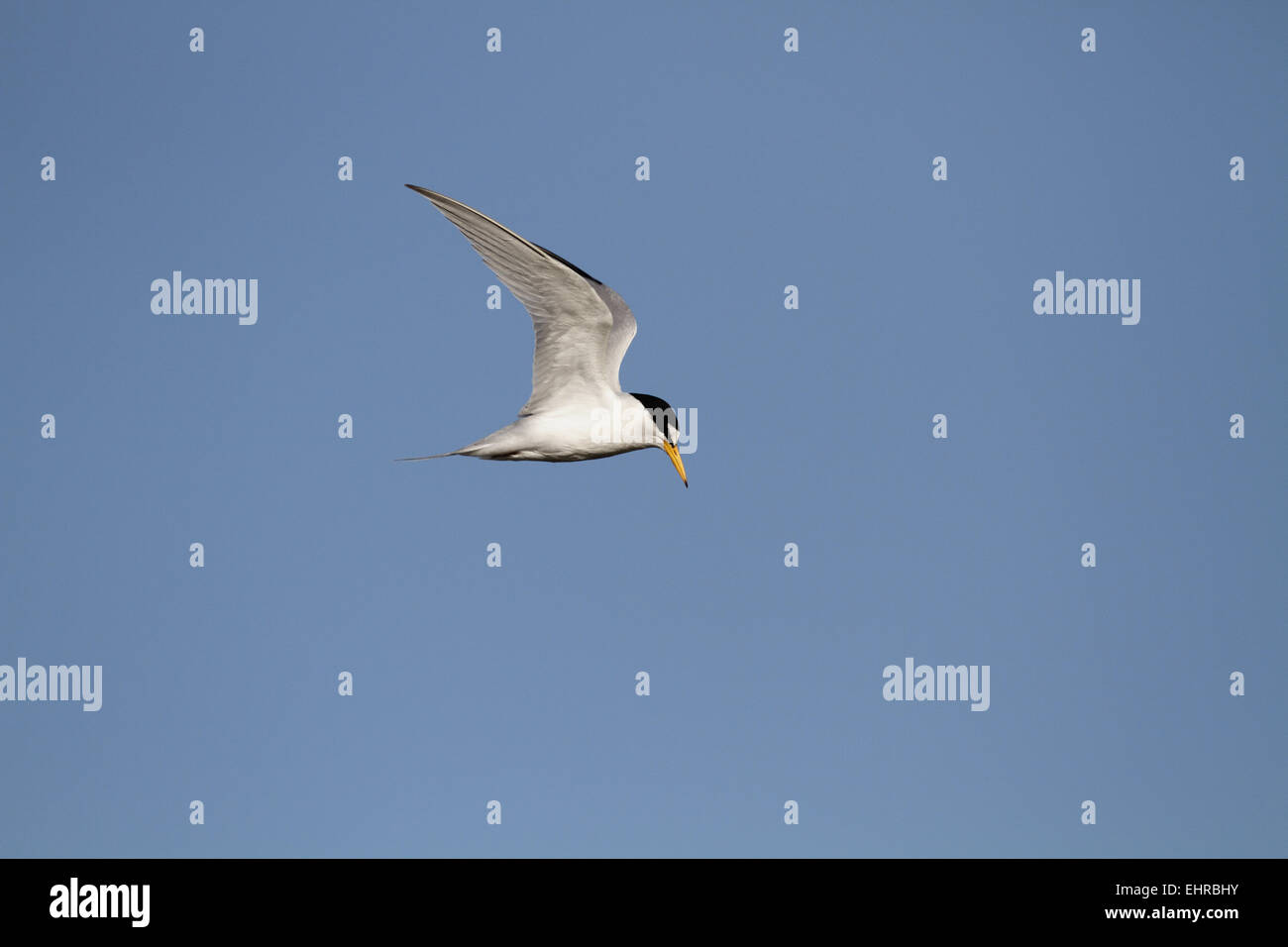 Almeno Tern, Sterna antillarum, in volo Foto Stock