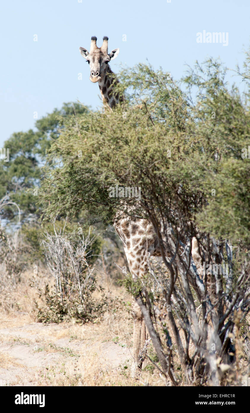 La giraffa guardando sopra tall tree Foto Stock