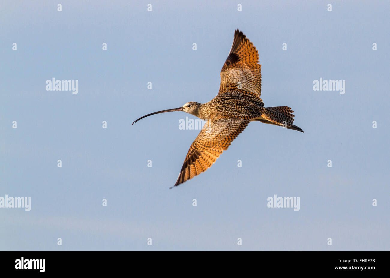 A lungo fatturate (curlew Numenius americanus) volare sull'acqua, Galveston, Texas, Stati Uniti d'America. Foto Stock