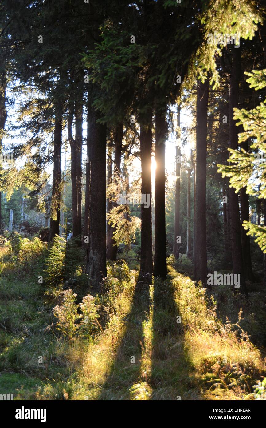 Foresta nel Parco Nazionale di Harz Foto Stock