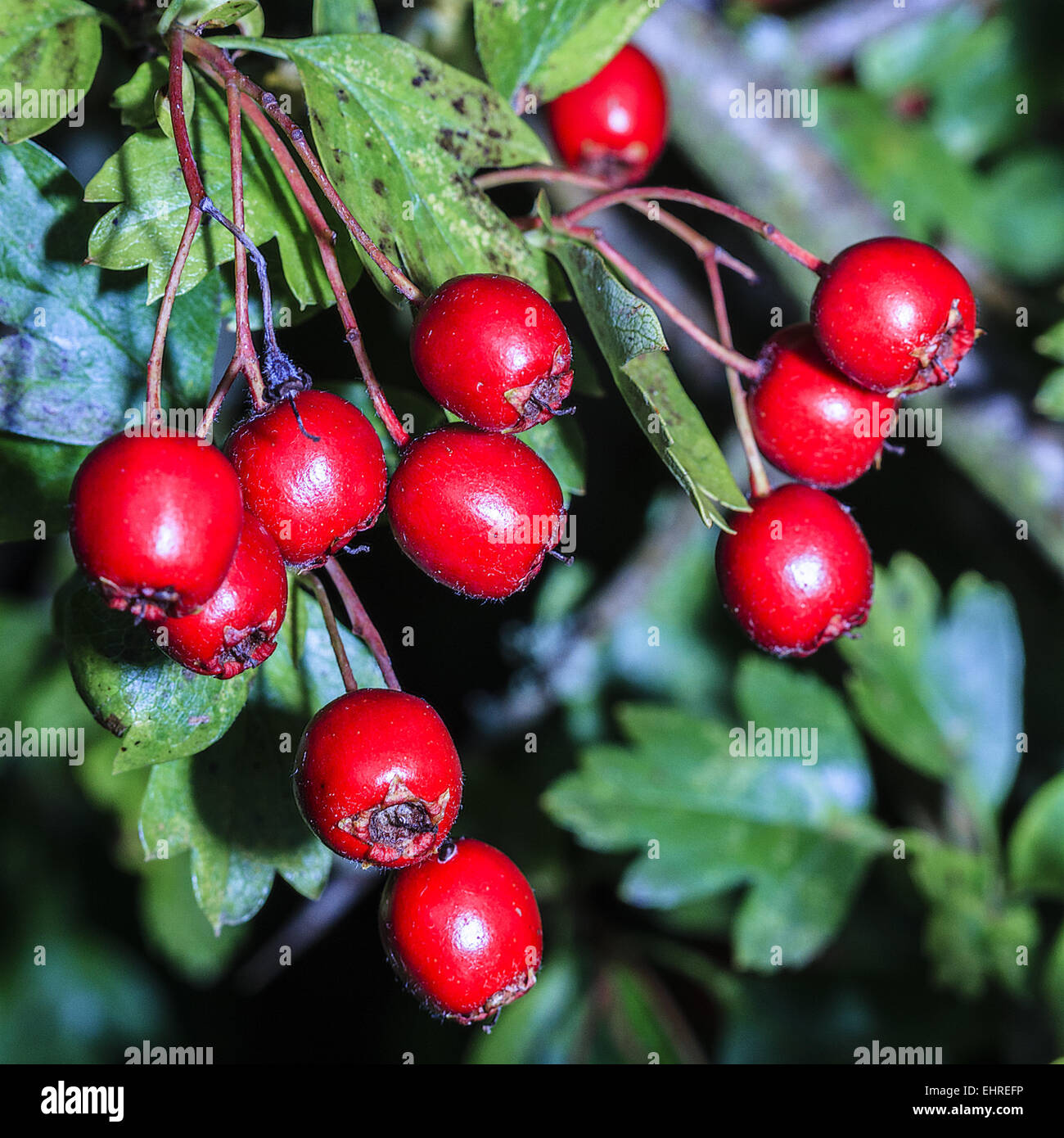 Biancospino (Crataegus) Bacche Berkshire REGNO UNITO Foto Stock