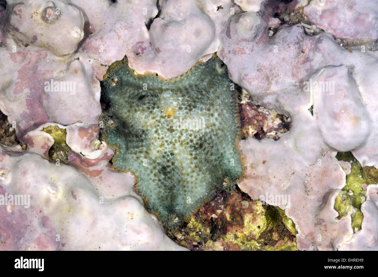 Stella cuscino - Asterina gibbosa Foto Stock