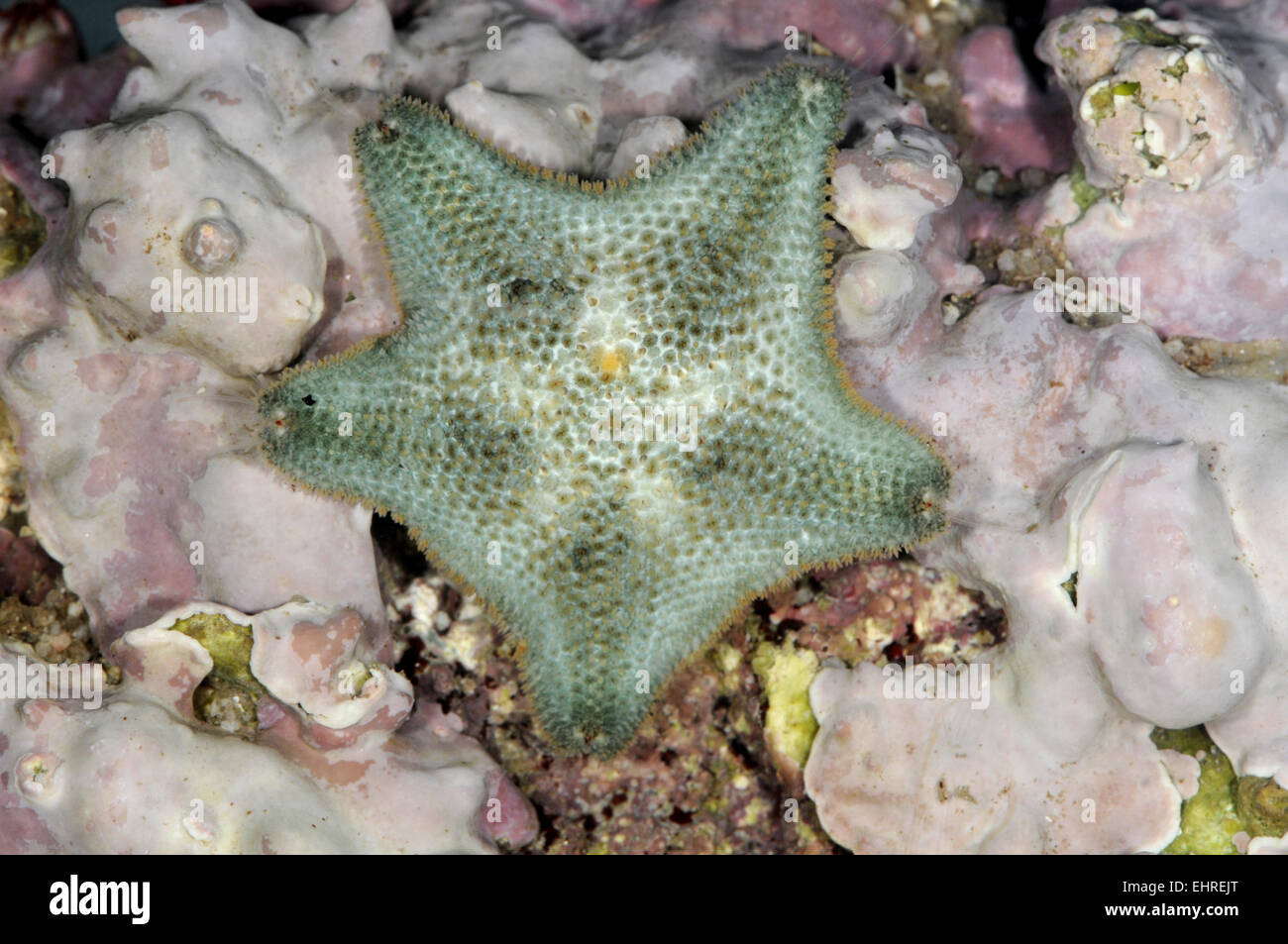 Stella cuscino - Asterina gibbosa Foto Stock