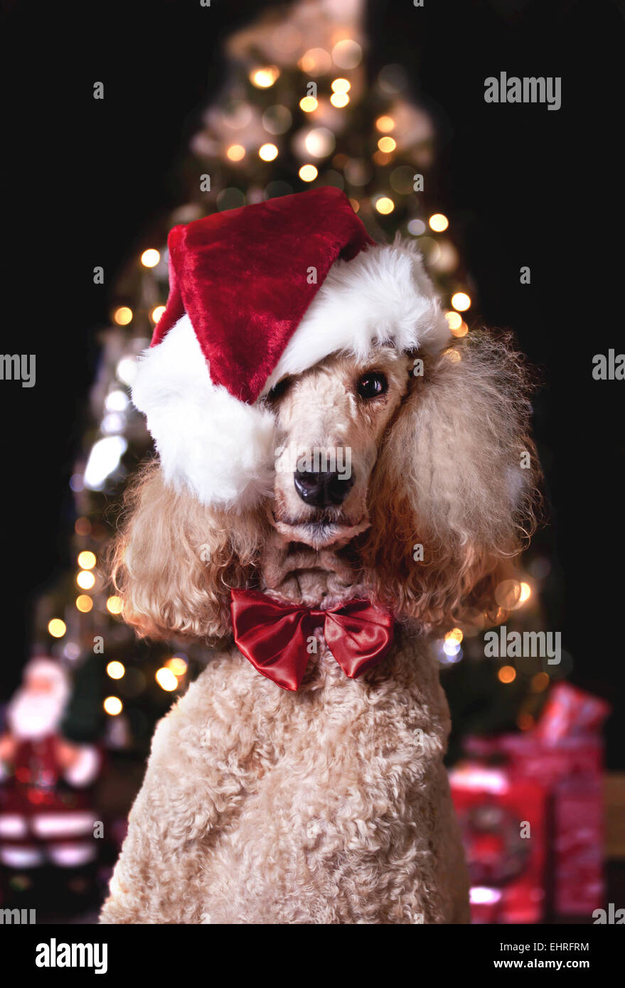 Monty il barboncino Standard pronto per Natale Foto Stock