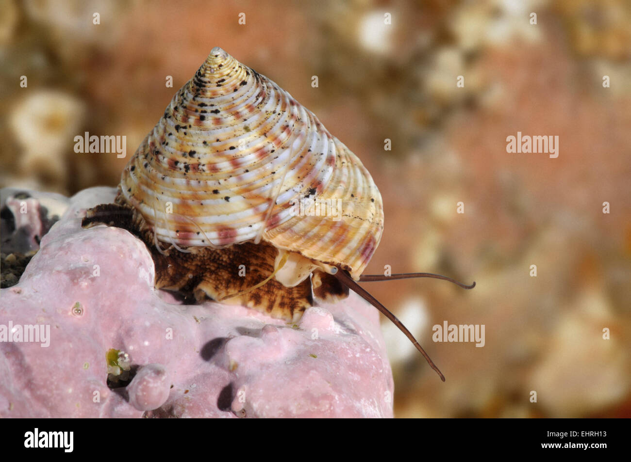 Parte superiore verniciata Shell - Calliostoma zizyphinum Foto Stock