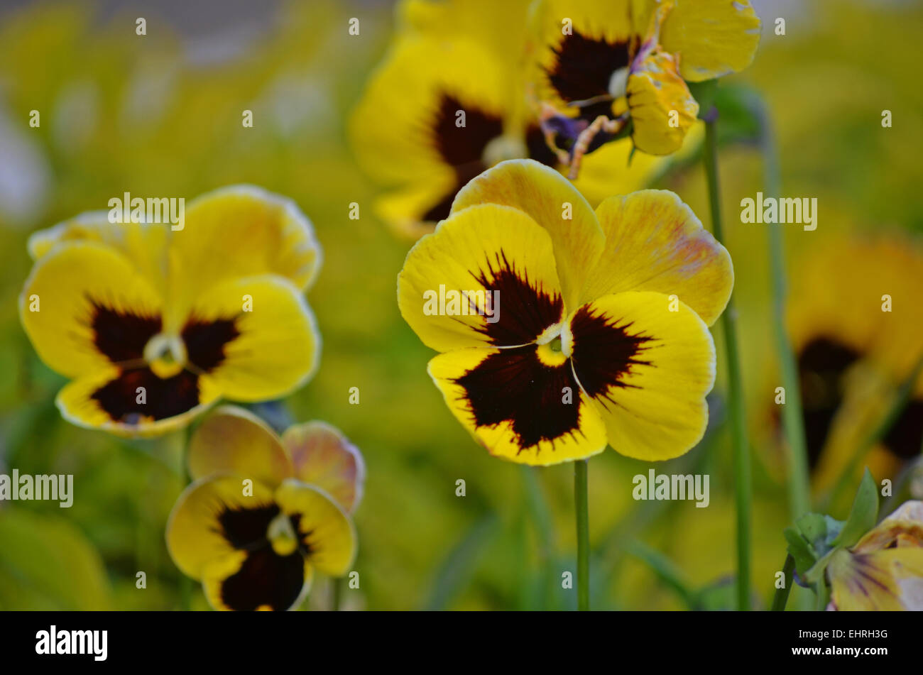 Pansy giallo fiore in un Giardino Botanico a Ooty,Tamil Nadu, India Foto Stock