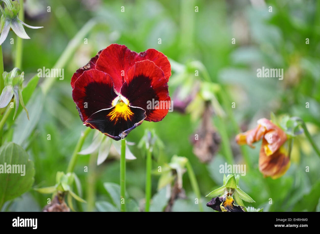 Red Pansy fiore in un giardino biologico a Ooty,Tamil Nadu, India Foto Stock