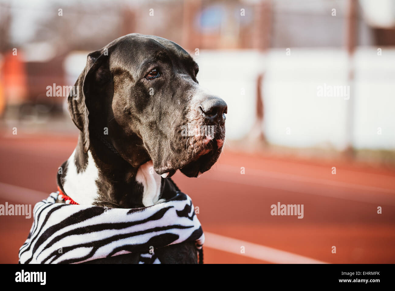 Close up Great Dane cane femmina Watchdog Foto Stock