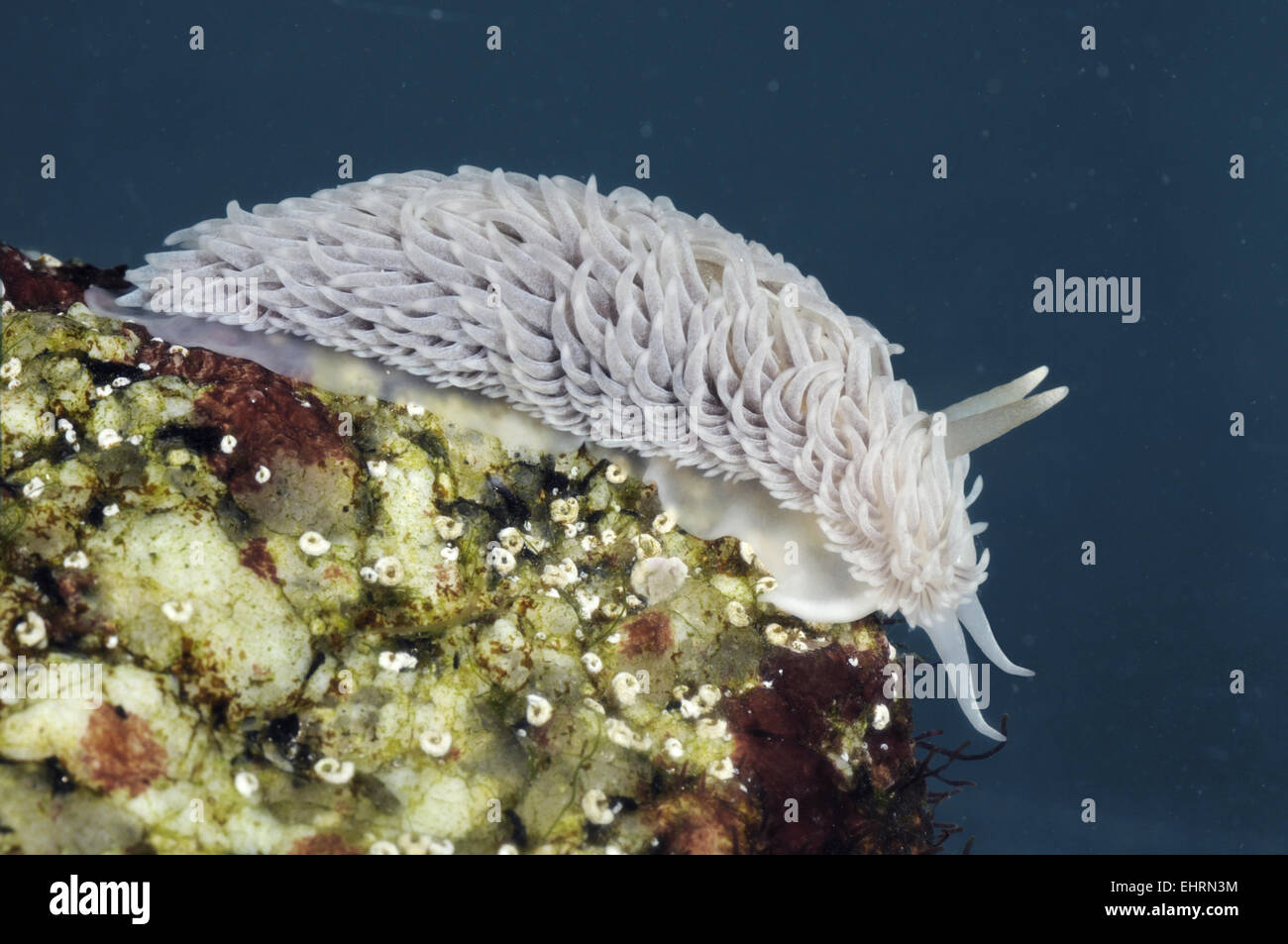 Mare grigio Slug - Aeolidia papillosa Foto Stock