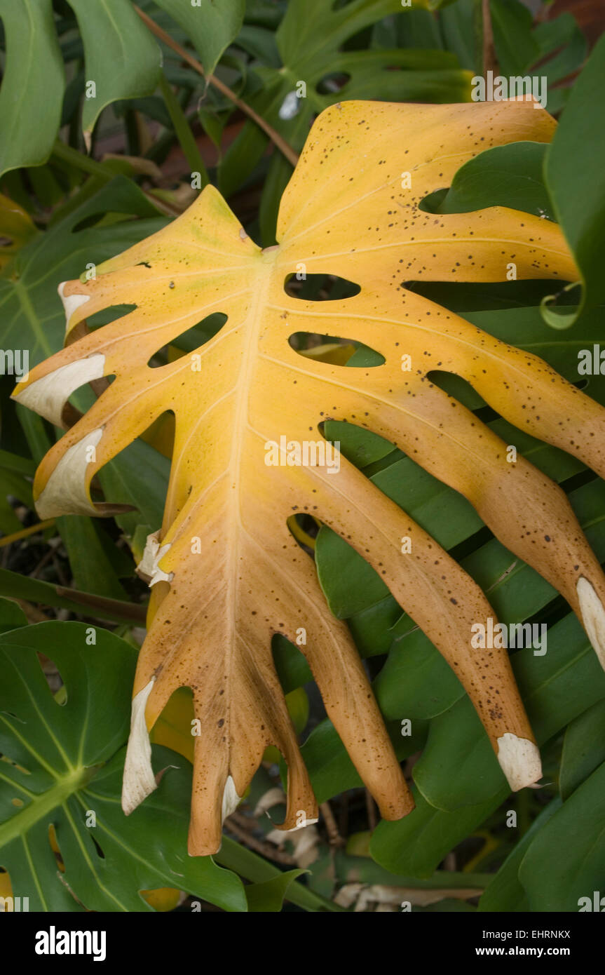 Foglie di colore giallo su cheeseplant Foto Stock