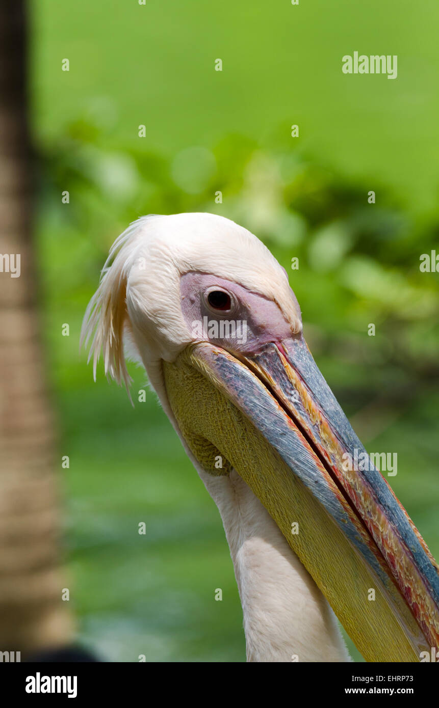 Primo piano di un pellicano in Brasile Foto Stock
