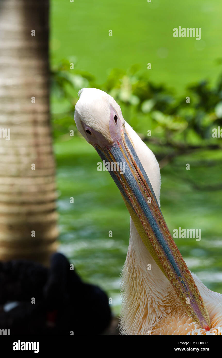 Primo piano di un pellicano in Brasile Foto Stock