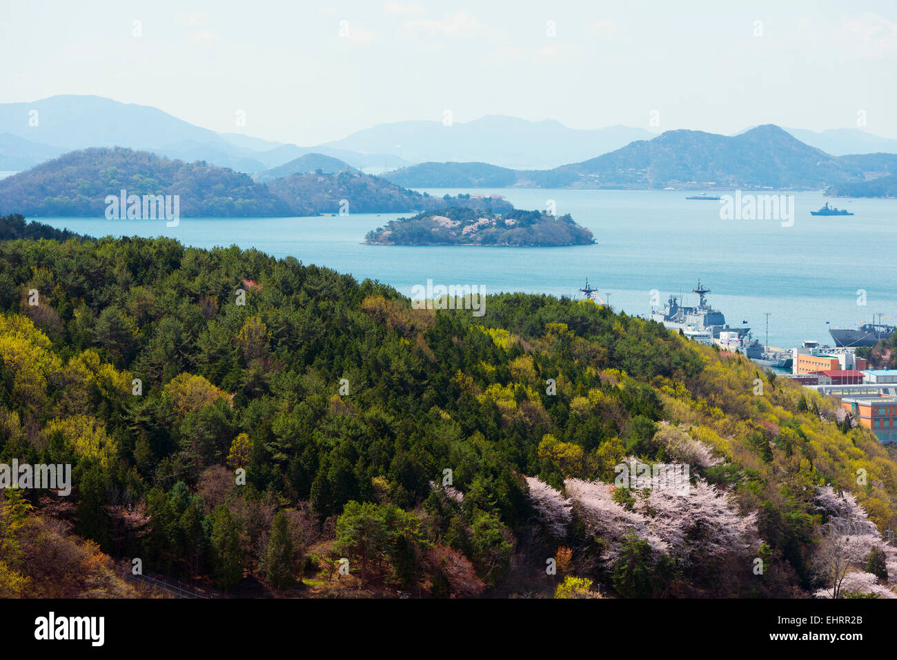 Asia, Repubblica di Corea, Corea del Sud, Jinhei, molla Cherry Blossom Festival Foto Stock